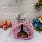 Baan sleeping at the house, Chukar Krai, Chuja, Squirrel, Chukar Krader