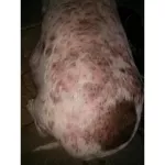 สเปรย์นาโน รักษาขี้เรื้อน เชื้อรา แบคทีเรีย 70ml