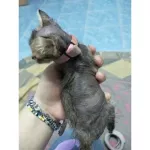 สเปรย์ นาโน เชื้อราแมว