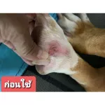 สเปรย์นาโน รักษาขี้เรื้อน เชื้อรา แบคทีเรีย 70ml