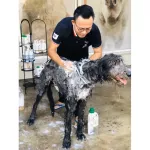 แชมพูกำจัดเห็บหมัดสมุนไพรเข้มข้นสูตรน้อยหน่า120ml