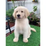 แชมพูสุนัข  บำรุงขน ขนมีน้ำหนัก ขนนุ่ม ขนเงางาม  สูตรมะพร้าว 2ขนา 250ml และ 1000ml