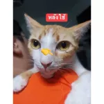 สเปรย์ นาโน เชื้อราแมว