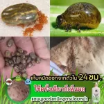 แชมพูกำจัดเห็บหมัดไข่เห็บหมัดสูตรน้อยหน่า250ml