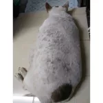 สเปรย์นาโน รักษาขี้เรื้อน เชื้อรา แบคทีเรีย 70ml