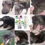 ชุดรักษาโรคผิวหนัง ผื่นแดง ตุ่ม หนอง ขี้เรื้อน แชมพูมังคุด 250 ml +สเปรย์ 210ml