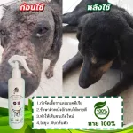 สเปรย์สุนัขแมว ผิวหนังอักเสบ ผื่นแดง ตุ่มหนอง ขี้เรื้อน เชื้อรา