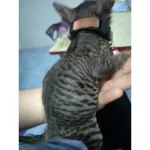 สเปรย์ นาโน เชื้อราแมว