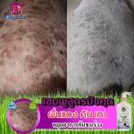 แชมพูสุนัข แก้คัน เกา ขนร่วง บำรุงขน สูตรมังคุด
