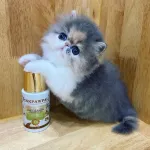 น้ำยาเช็ดหูแมว Pinkpawpal PINK PAW PAL น้ำยาเช็ดหูสุนัข น้ำยาเช็ดหูสัตว์เลี้ยง โลชั่นเช็ดหูแมว สูตร Ear Cleanser