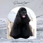 Diamond Coat แชมพูสุนัข แชมพูลดกลิ่นสาบ ฟื้นฟูสภาพขน 60 ml