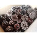 ขนมหนูแฮมเตอร์ ลูกสนอบแห้ง ขนมกระรอก อาหารกระรอก อาหารชูก้า ขนมสัตว์ฟันแทะ อาหารสัตว์ฟันแทะ ลูกสนอบแห้ง ขนาด 1 ลูก