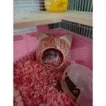 Ceramic Ceramic House Cat Cat for Sugar Grake Hamster Ham Fatel