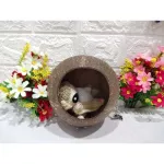 Baan Kala from Ban Niko for small animals Sugar Krader Kru Krathong Chipmunk