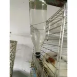 จุกป้อนน้ำกระต่าย จุกให้น้ำกระต่าย ขวดให้น้ำกระต่าย  ขวดน้ำกระต่าย ขวดน้ำหนู  จุกป้อนน้ำกระต่าย จุกน้ำหนู จุกน้ำกระต่าย