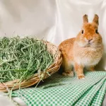 หญ้าอัลฟาฟ่า 1  Alfalfa Hay หญ้ากระต่าย อาหารกระต่าย ขนมกระต่าย ขนาด 500 กรัม