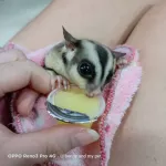 เยลลี่สัตว์ยกถุง เยลลี่ มารุคัง คาซ่าชูการ์ไกรเดอร์ เม่นแคระ แกสบี้ แฮมสเตอร์ กระต่าย ลิงมาโมเสท บุชเบบี้ กระต่าย