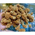 ขนมสัตว์สำหรับสัตว์เลี้ยง ชูก้า เม่นแคระ กระต่าย กระรอก แฮมเตอร์ ฯลฯ