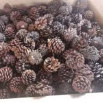 ขนมหนูแฮมเตอร์ ลูกสนอบแห้ง ขนมกระรอก อาหารกระรอก อาหารชูก้า ขนมสัตว์ฟันแทะ อาหารสัตว์ฟันแทะ ลูกสนอบแห้ง ขนาด 1 ลูก