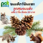 ขนมหนูแฮมเตอร์ ลูกสนอบแห้ง ขนมกระรอก อาหารกระรอก อาหารชูก้า ขนมสัตว์ฟันแทะ อาหารสัตว์ฟันแทะ ลูกสนอบแห้ง ขนาด 1 ลูก