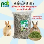 หญ้าอัลฟาฟ่า 1  Alfalfa Hay หญ้ากระต่าย อาหารกระต่าย ขนมกระต่าย ขนาด 500 กรัม