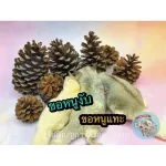 ขนมหนูแฮมเตอร์ ลูกสนอบแห้ง ขนมกระรอก อาหารกระรอก อาหารชูก้า ขนมสัตว์ฟันแทะ อาหารสัตว์ฟันแทะ ลูกสนอบแห้ง ขนาด 1 ลูก