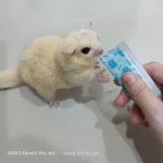 ขนมเลีย มารุคัง ชูการ์ไกรเดอร์ แฮมสเตอร์ เม่นแคระ กระรอก กระต่าย