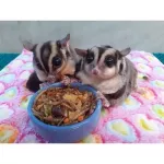 อาหารรวม อาหารสำเร็จรูปสำหรับสัตว์ฟันเเทะทุกชนิด กระรอก แฮมสเตอร์ ชูการ์ไกรเดอร์ เม่นแคระ