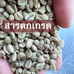 สารกาแฟ อาราบิก้า บ้านปางขอน เชียงราย_ตกเกรด_ขนาด 1 กิโลกรัม