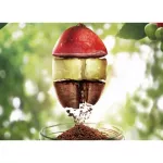 เนสกาแฟ โกลด์ ออล อิตาเลี่ยนนา กาแฟสำเร็จรูป จากสวิส 200 กรัม