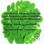 Cold Moringa Oil 100 Vergin Moringa Oil