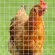 JT09 Rusty Wire Rusty Galvanized Eye Wire 1/4 Inch Wire 0.55-1 mm Length 10-30 meters / 90cm-120cm Height Steel Bird Cage Nok Swan Jade Parrot Marcer
