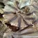 Big stingray, new 500 grams, clean, new, new, every day, fish fish, special bands, dried fish, cut, cut, cheapest, very cheap.