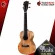 Ukulele KAKA KUC300 Natural KUC-300 [Free gift] [with SET Up & QC Easy to play] [100%authentic from zero] [Free delivery] Turtle