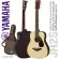 Yamaha® กีตาร์โปร่ง 34 นิ้ว ไม้ท็อปโซลิดสปรูซ รุ่น JR2S + แถมฟรีกระเป๋ากีตาร์ Yamaha อย่างดี ** กีตาร์แบรนด์สำหรับเด็กแล
