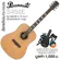 Paramount S450E 41 -inch electric guitar, Top Sol, Cedar Professional level / Fishman Isys+ / D'Adario EXP+ cable