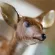 200ml Animal Deer Coffee Cup Cartoon Hand-Painted Ceramic Cup Personalized Cup Single Layer with Handle Children's