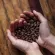 1 kilogram of Tiramisu coffee beans