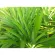 ใบเตย ใบเตยอบแห้ง ออร์แกนิค บรรจุ 20 กรัม Dried Pandan