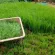 Tea, glutinous rice, organic house, farm, Rai Ton, dream of 20 sachets, 1.5 grams each