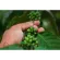 Raw Coffee Arabica Arabica Green Bean 500 g. Wet process