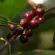 Palore 100 % Arabica Coffee Bean 100 % Arabica coffee seeds. 500 grams of roast. **? Free grinding? **