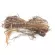 Mak, herbal powder, dry Mak / "Want to invest in health Think of Tha Prachan Herbs "