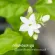กิฟฟารีน Giffarine สเปรย์ปรับอากาศ กลิ่นดอกมะลิ ชาเขียว จัสมิน กรีนที JASMINE GREEN TEA AIR FRESHENER 100 ml 84034