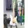 RASVONE SPG200 Piccard Electric Guitar Strat Pickup HSS ALNICO V Wiring Material with Strat PickGuard WITH WIRING / PICKUP PATTERN HSS