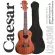 Caesar U243 Concert Ukulele อูคูเลเล่ ไซส์ Concert 24 นิ้ว ไม้ Sapele ฉลุลวดลายน่ารัก เคลือบด้าน + แถมฟรีกระเป๋าอูคูเลเล่