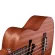 Caesar U243 Concert Ukulele อูคูเลเล่ ไซส์ Concert 24 นิ้ว ไม้ Sapele ฉลุลวดลายน่ารัก เคลือบด้าน + แถมฟรีกระเป๋าอูคูเลเล่