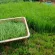 Organic jasmine rice gift basket