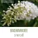 หัวน้ำหอมแท้ 100% FRAGRANCE OIL ความเข้มข้นสูง กลิ่น ราชาวดี