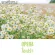 หัวน้ำหอมแท้ 100% FRAGRANCE OIL ความเข้มข้นสูง กลิ่น โอเปร่า ขนาด 30 ML , 60 ML , 100 ML